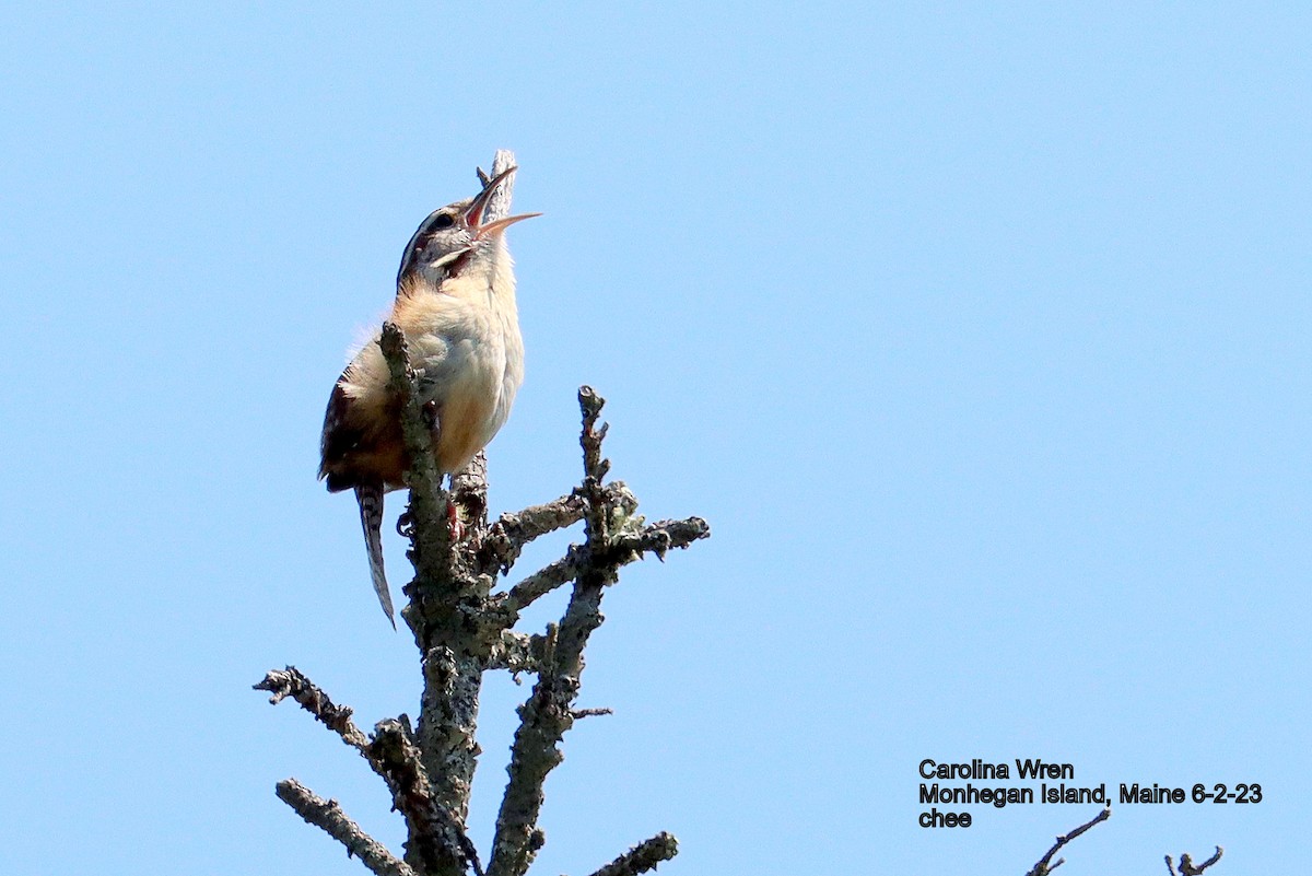 Carolina Wren - ML581878271