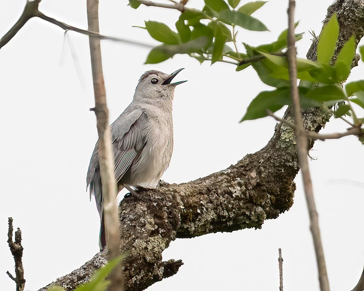 Gray Catbird - ML581878721