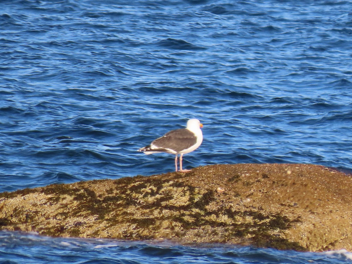 Great Black-backed Gull - Sue and Tom Santeusanio