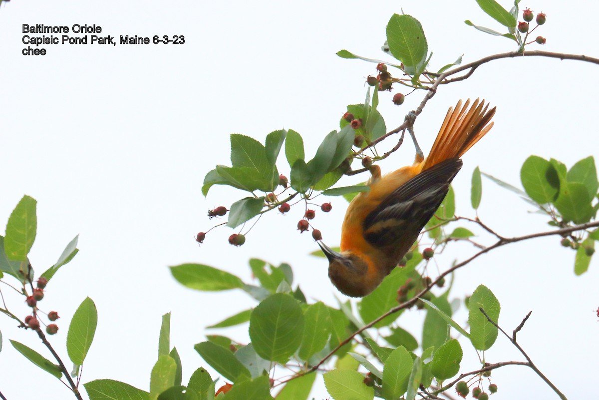 Baltimore Oriole - ML581879201