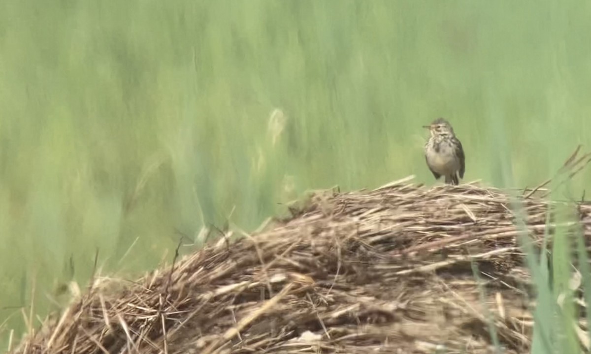 Meadow Pipit - ML581879271
