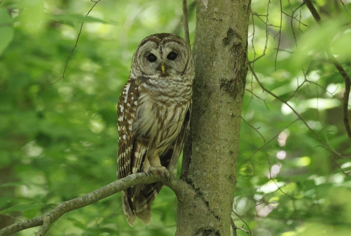 Barred Owl - ML581880091