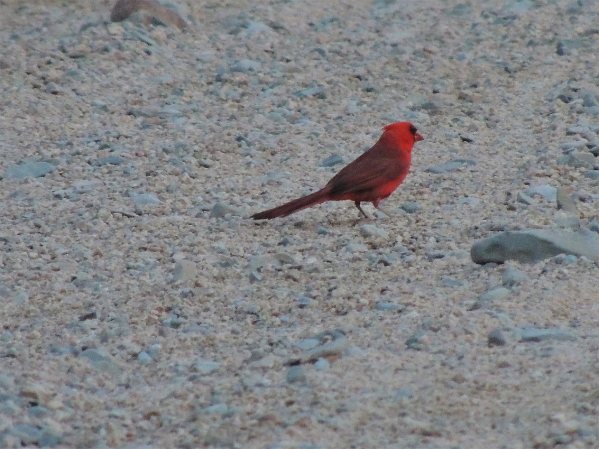 Northern Cardinal - ML58188081