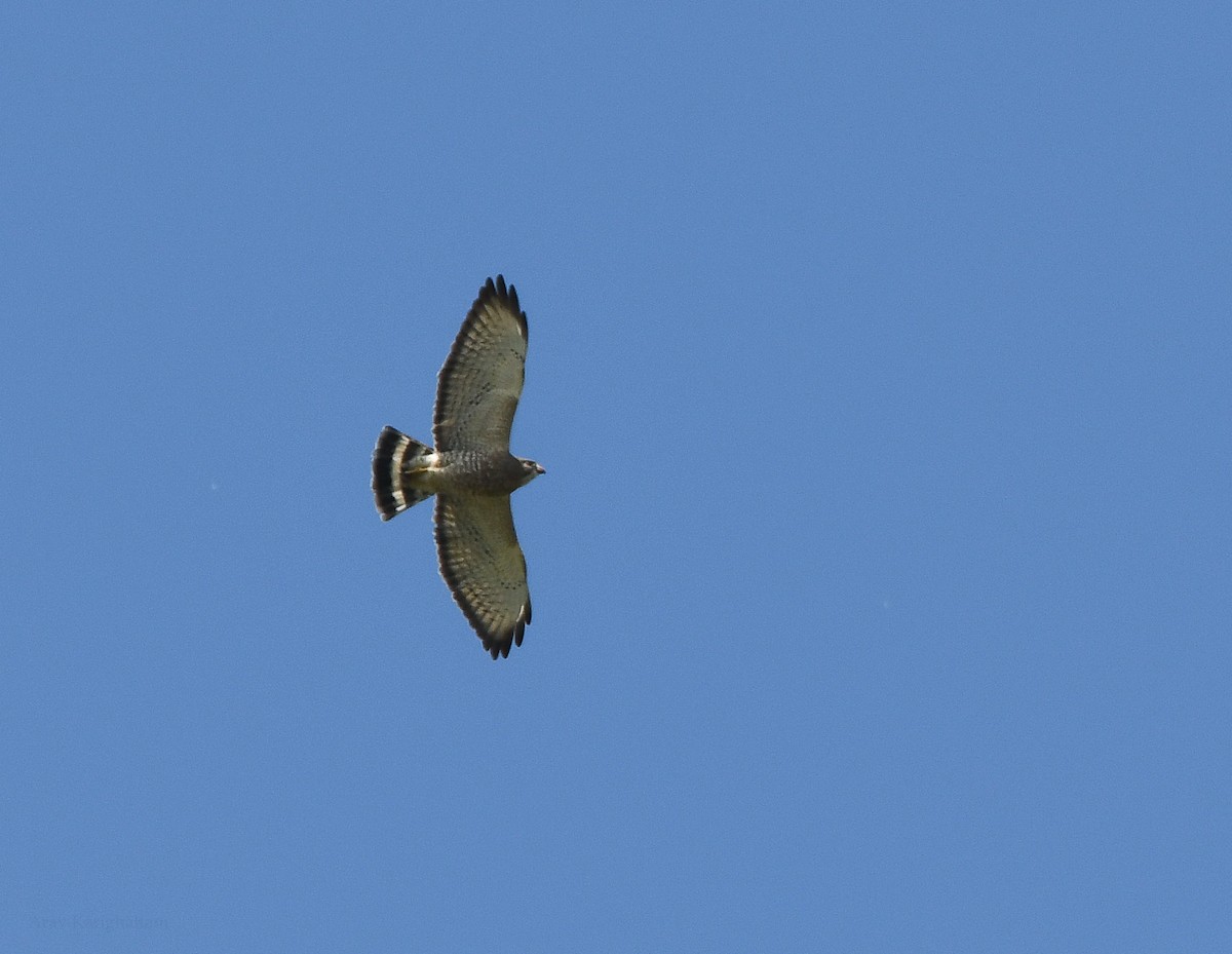 Broad-winged Hawk - ML581881031