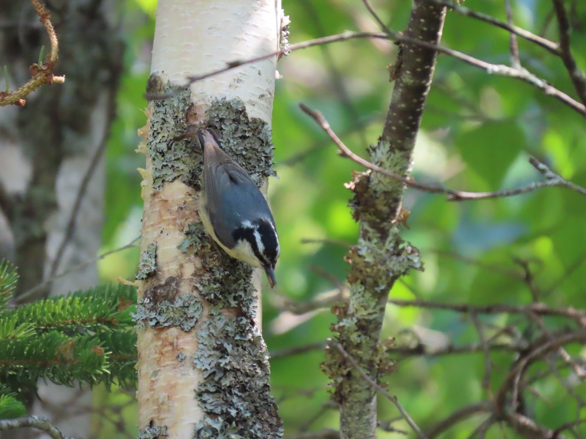 Red-breasted Nuthatch - ML581881521