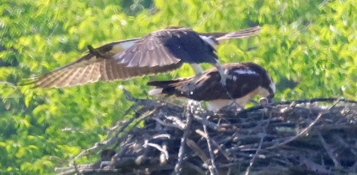 Osprey - ML581881661