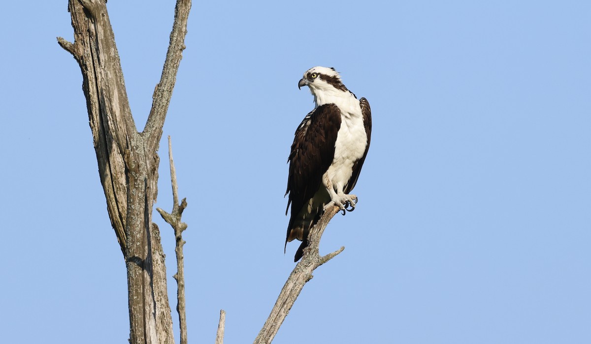 Osprey - ML581881861