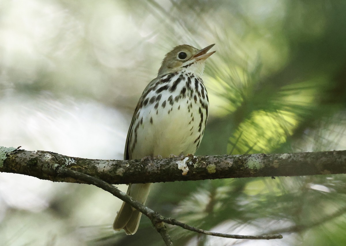 Ovenbird - ML581882121