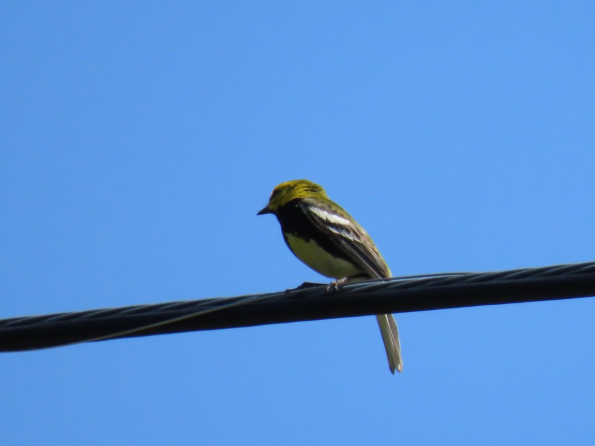 Black-throated Green Warbler - ML581882731