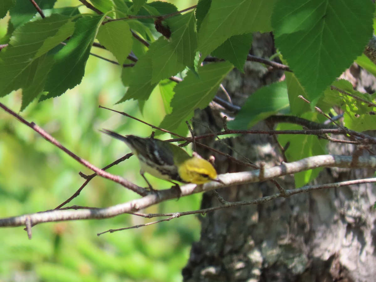 Black-throated Green Warbler - ML581882831