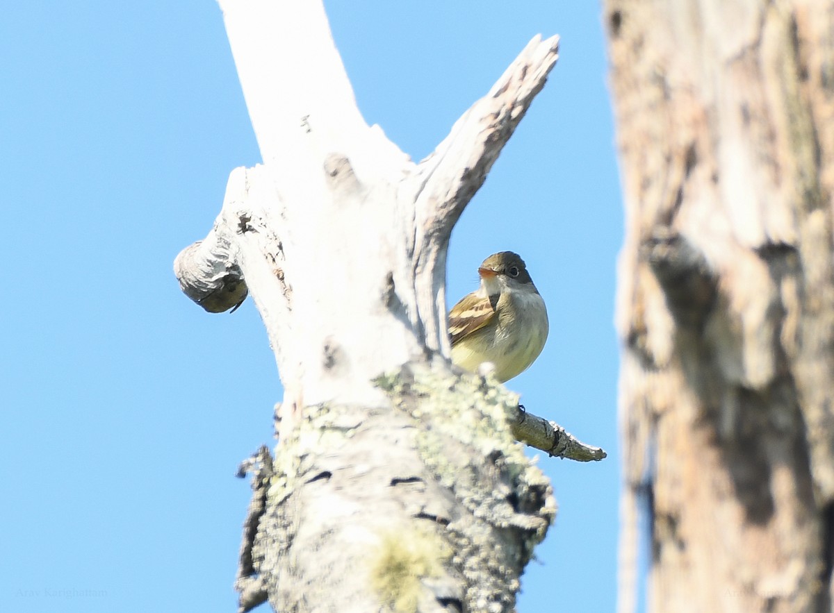 Alder Flycatcher - ML581882871