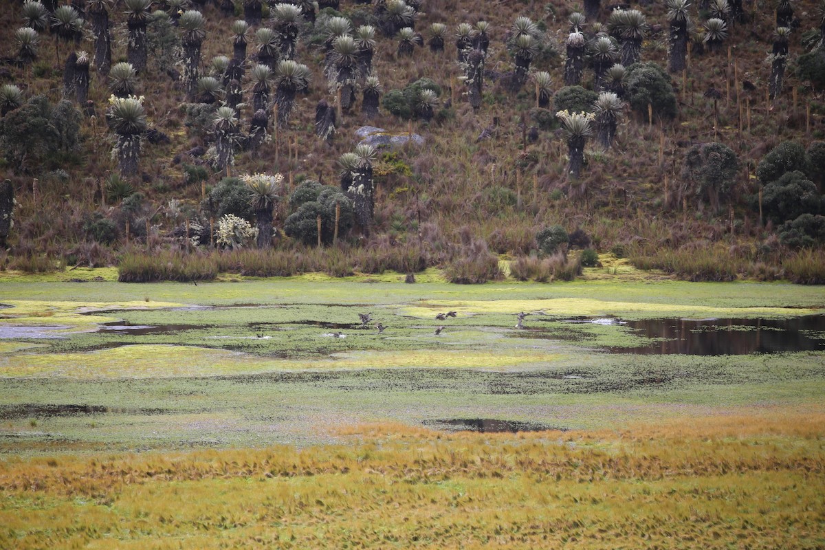 Andean Teal (Merida) - ML581883241