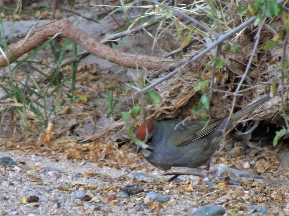 Green-tailed Towhee - ML58188361