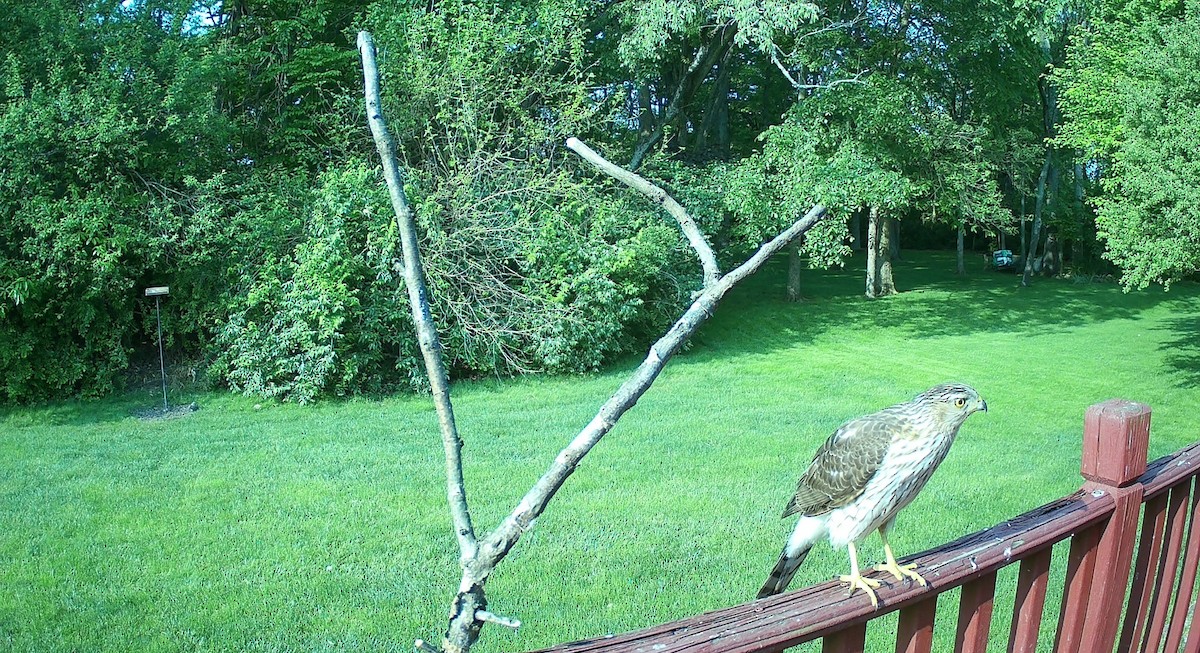 Cooper's Hawk - ML581883781