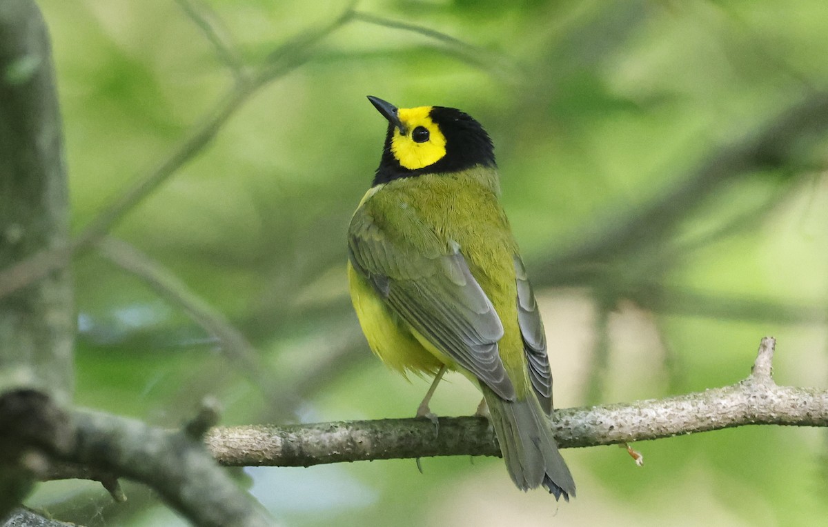 Hooded Warbler - ML581883811