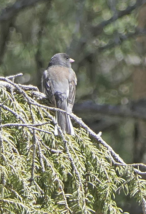 Junco ardoisé - ML581884521