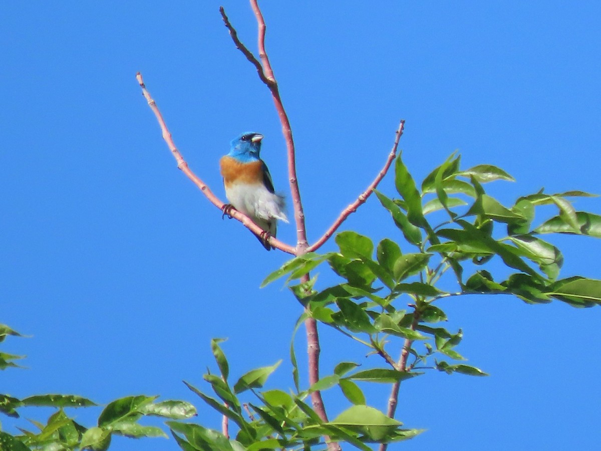 Lazuli Bunting - ML581885261