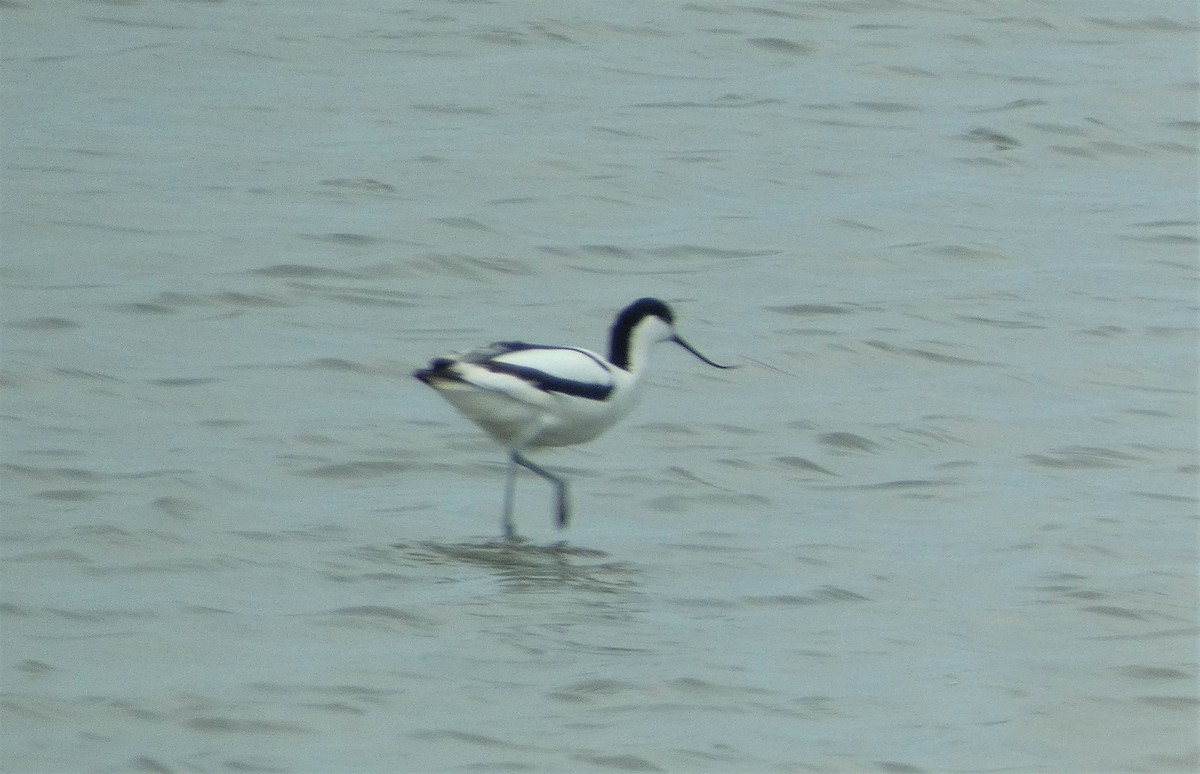 Pied Avocet - Mike Tuer