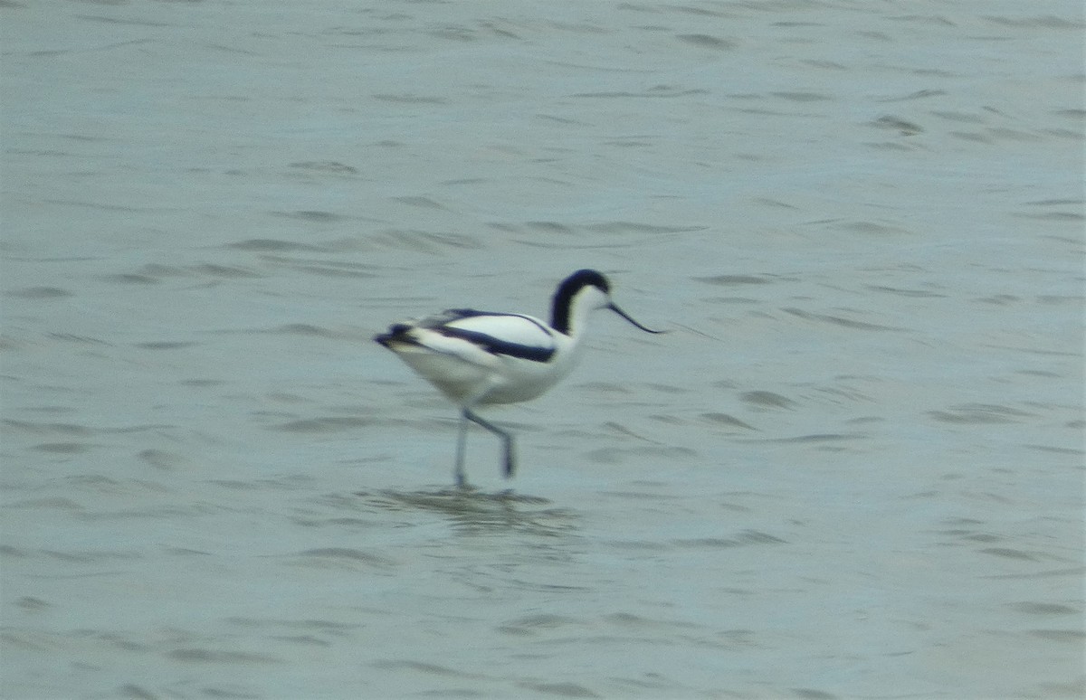 Avocette élégante - ML581886471