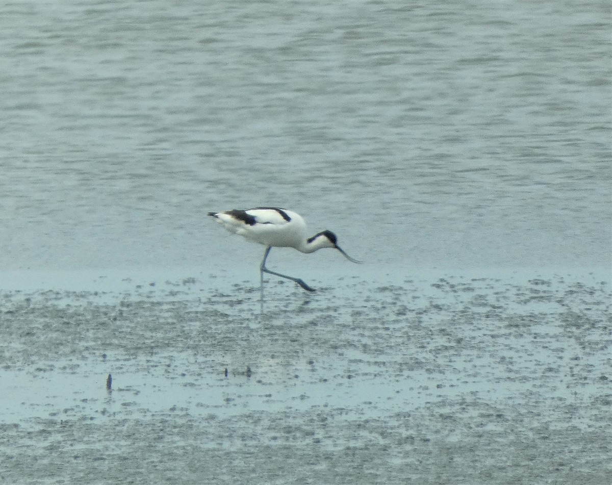 Pied Avocet - Mike Tuer