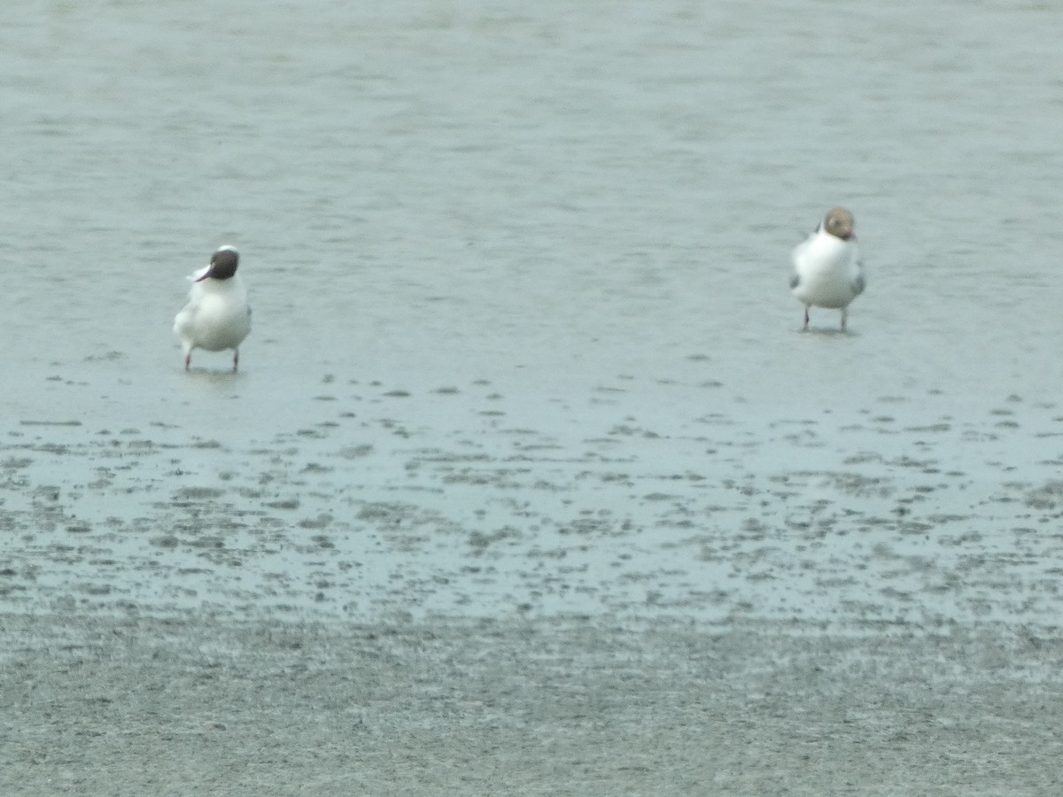 Mouette rieuse - ML581886711