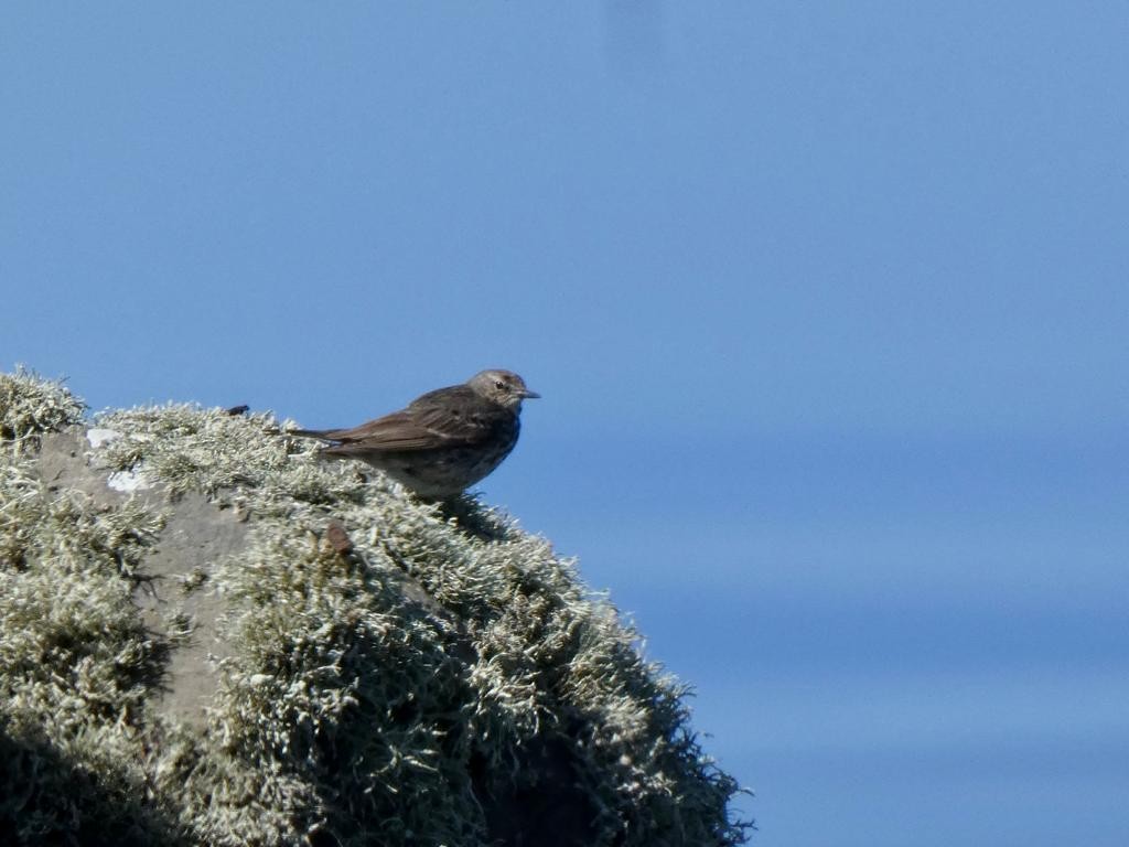 Rock Pipit - ML581886761