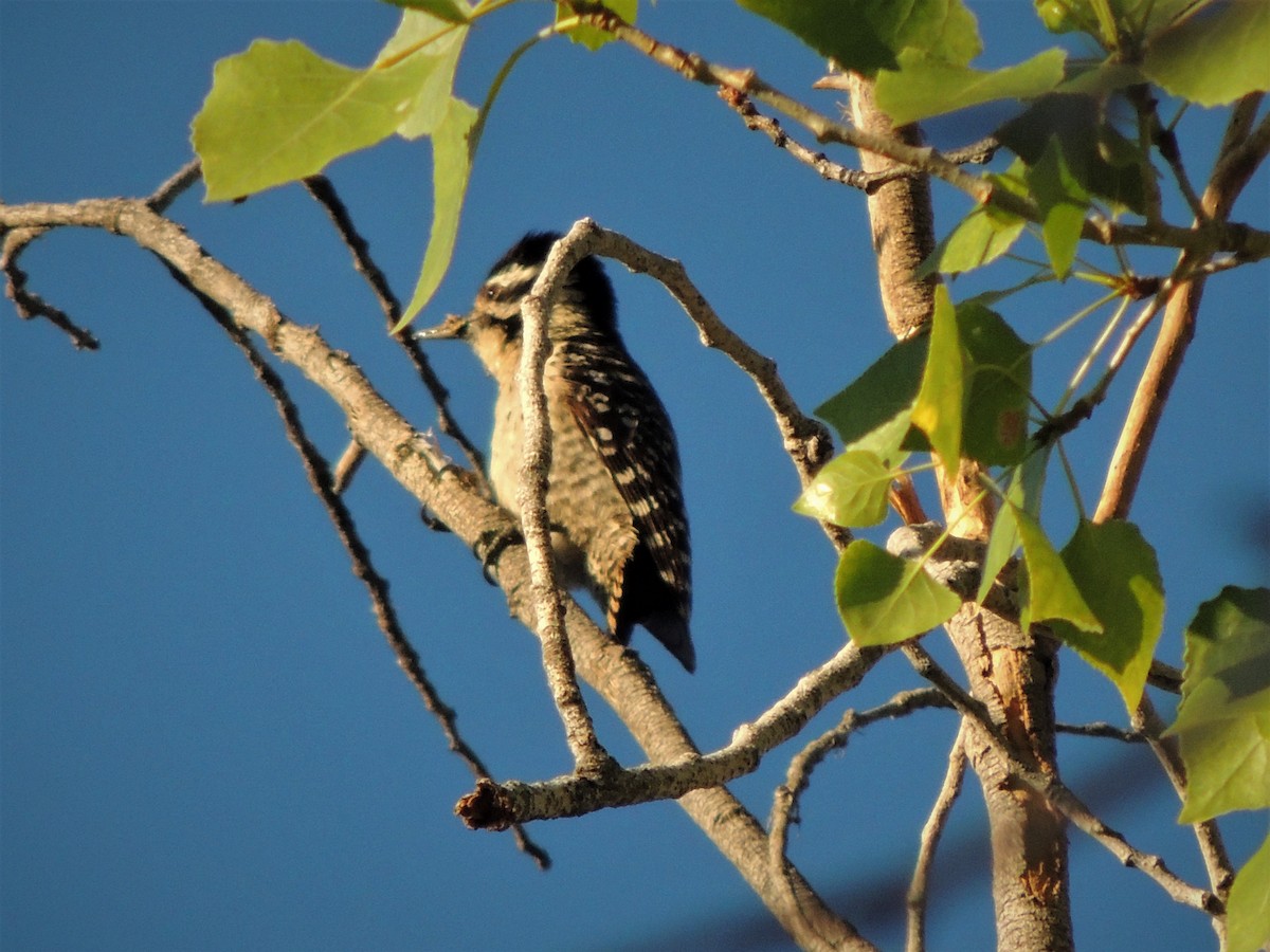 Ladder-backed Woodpecker - ML58188681