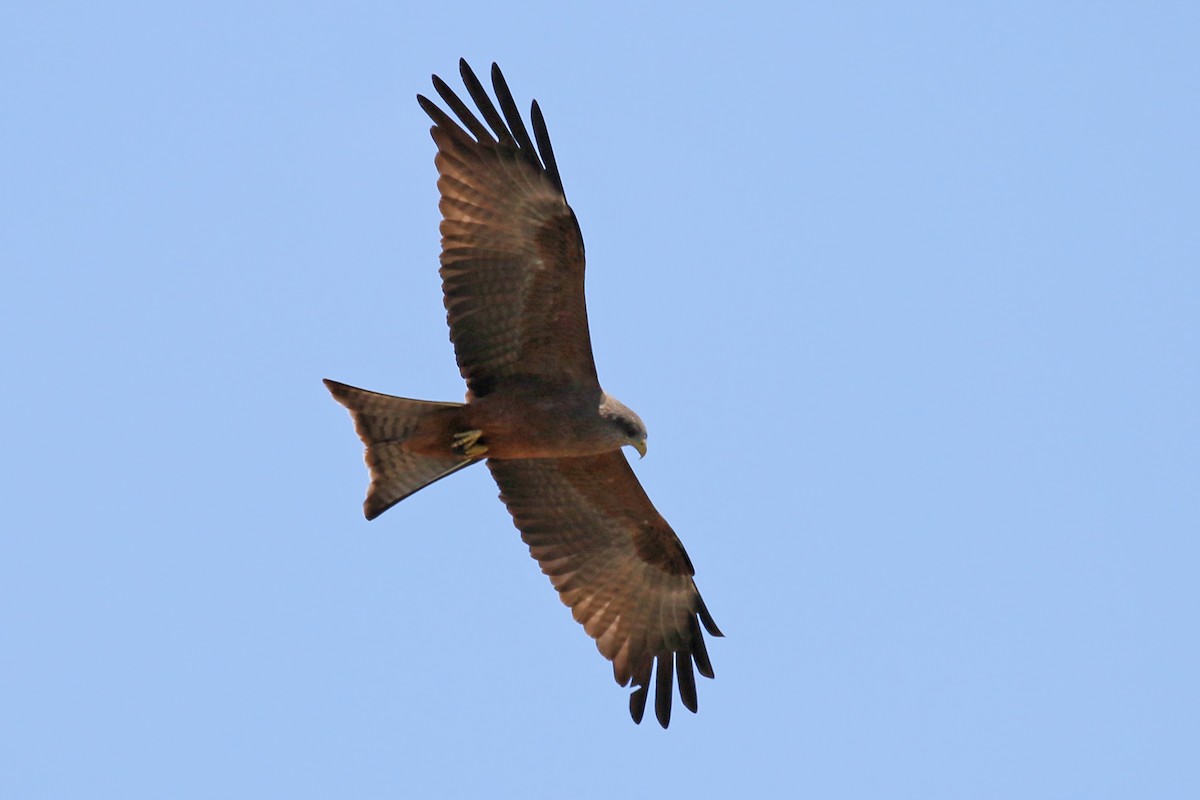 Black Kite (Yellow-billed) - ML581886901