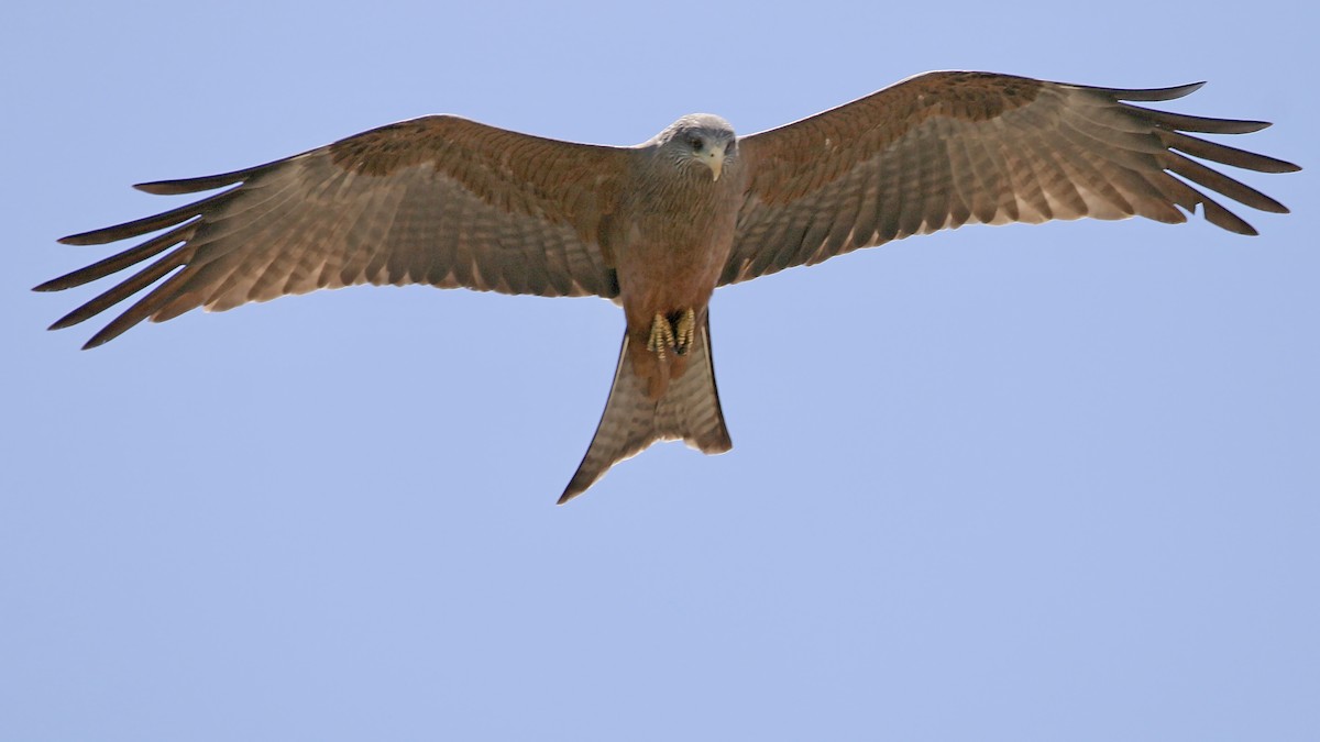 Black Kite (Yellow-billed) - ML581886911