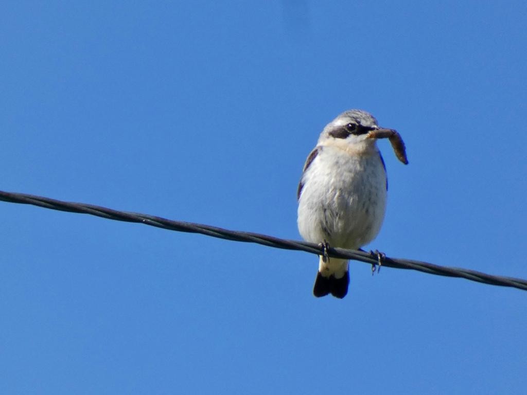 Northern Wheatear - ML581886951