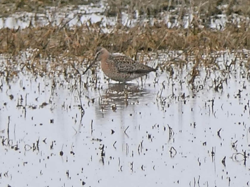 Short-billed Dowitcher - Sandra Dennis