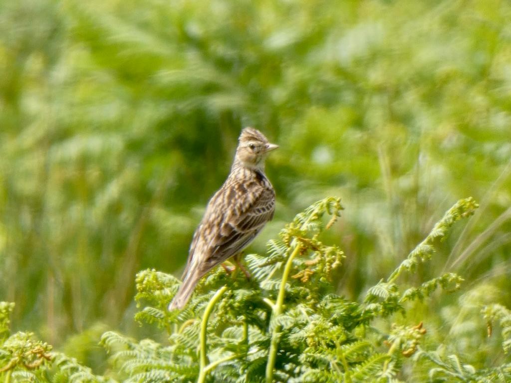 Eurasian Skylark - ML581887871