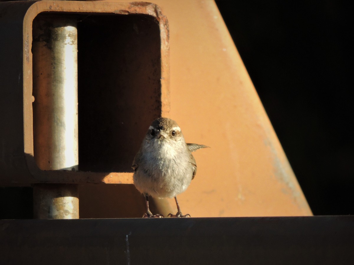 Bewick's Wren - ML58188831