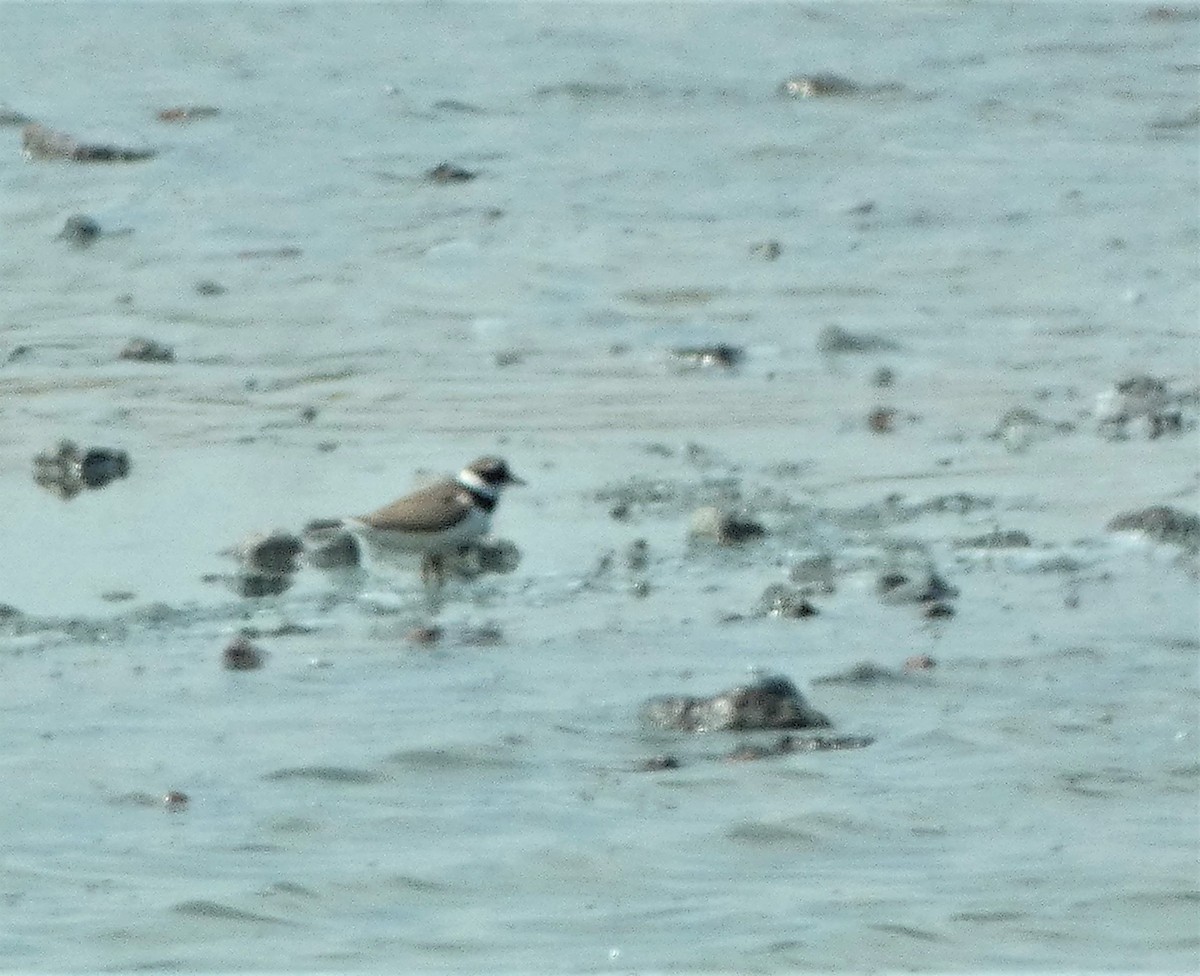 Common Ringed Plover - Mike Tuer