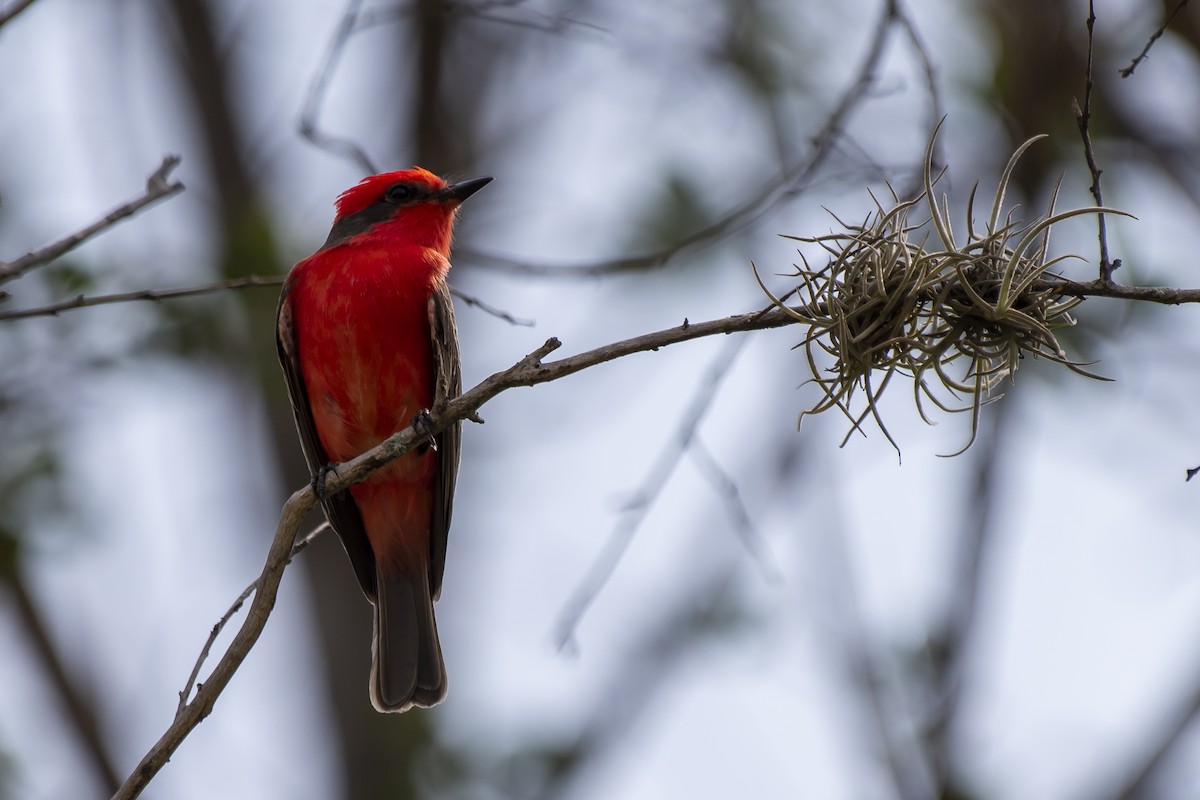 Vermilion Flycatcher - ML581888681