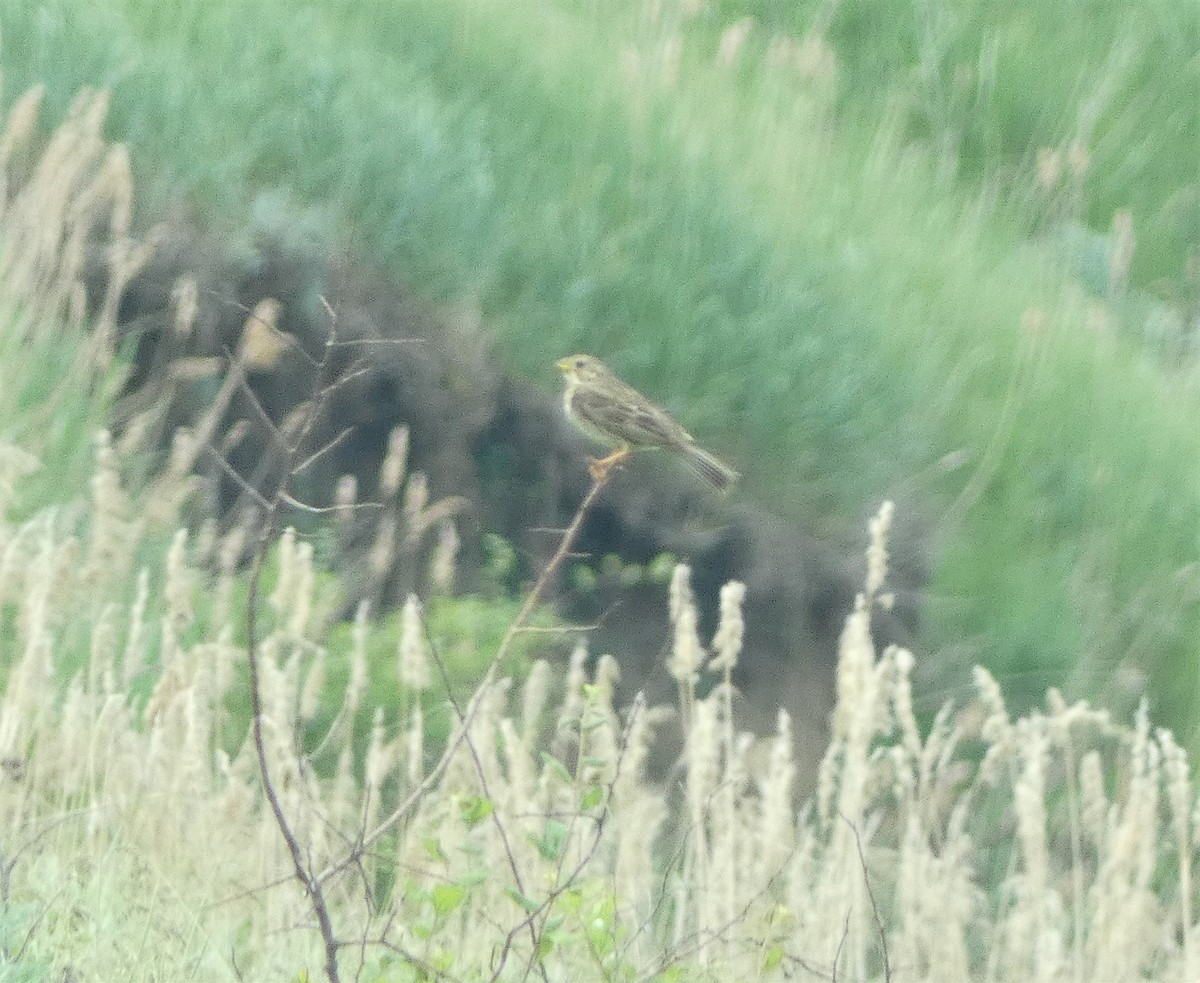 Corn Bunting - Mike Tuer