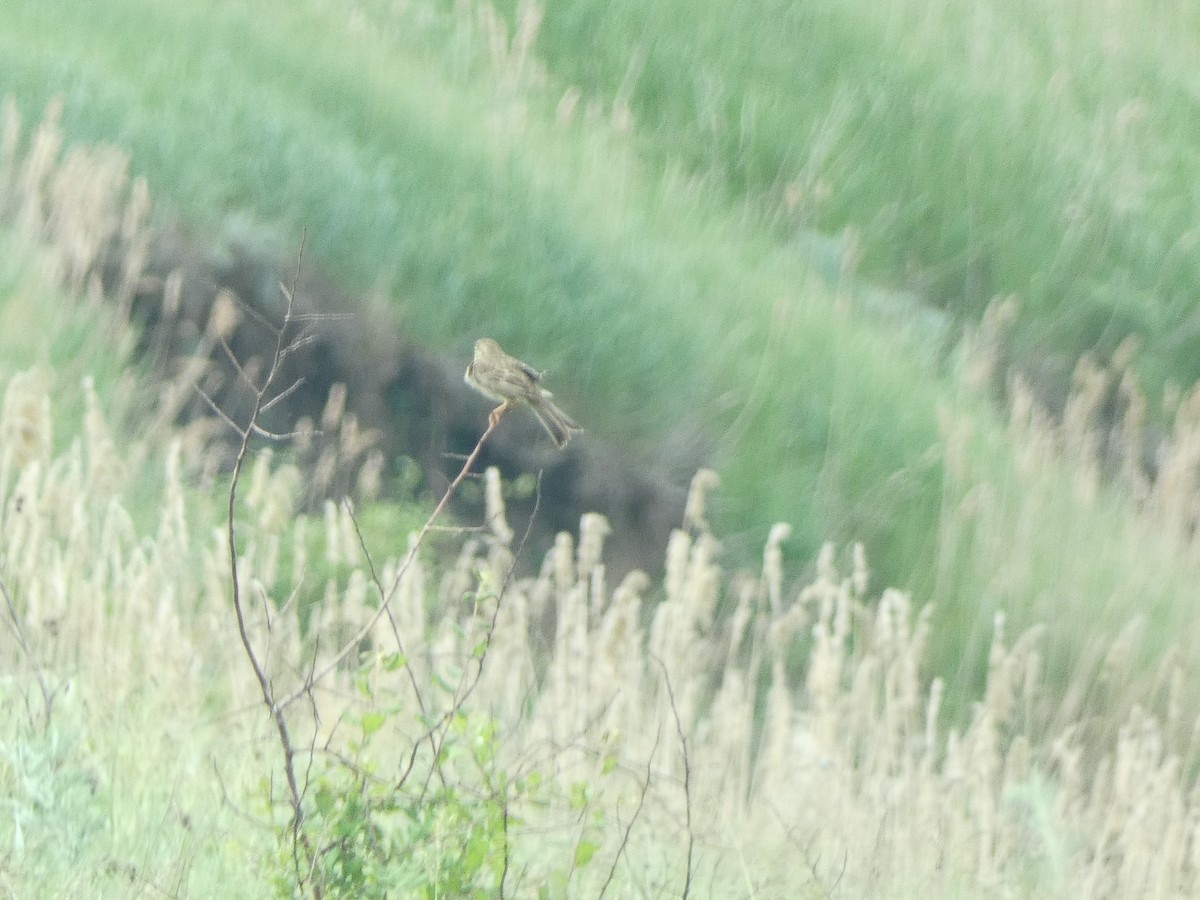 Corn Bunting - ML581888981