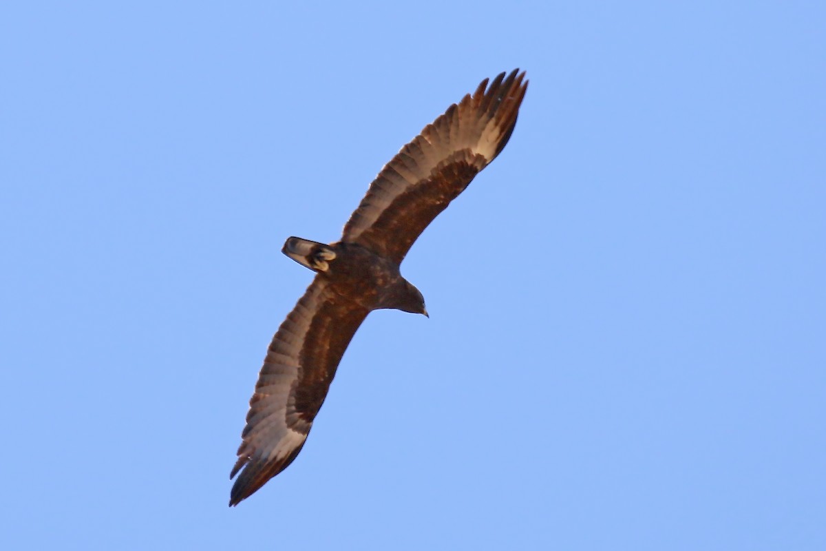 Wahlberg's Eagle - ML581889311