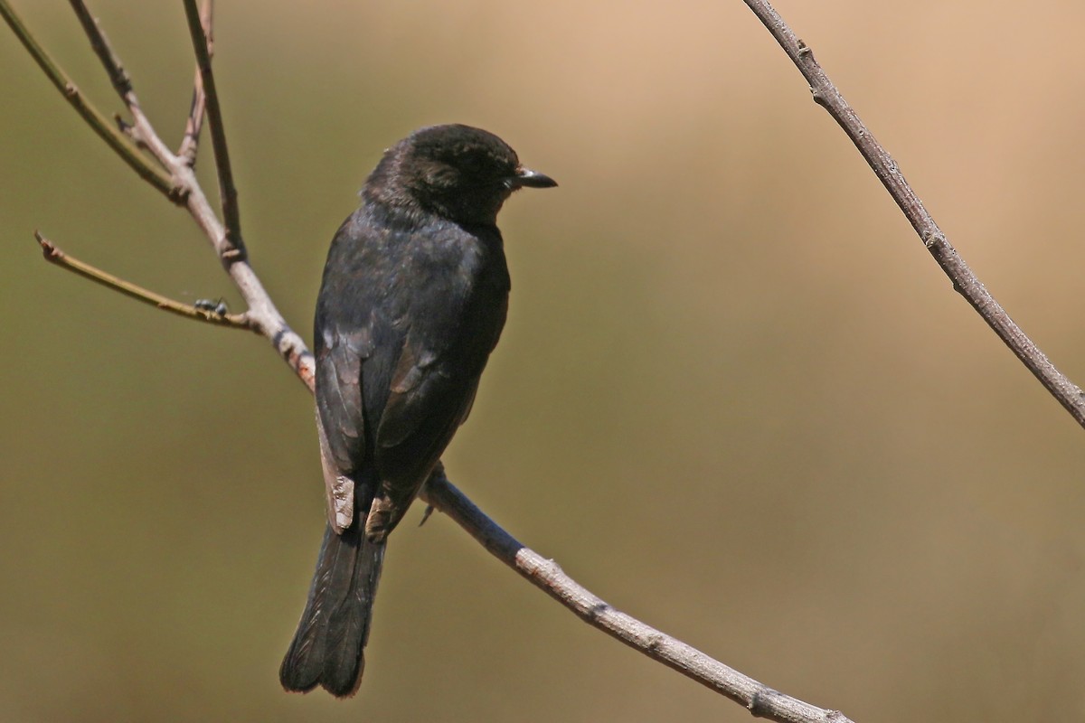 Southern Black-Flycatcher - ML581889531