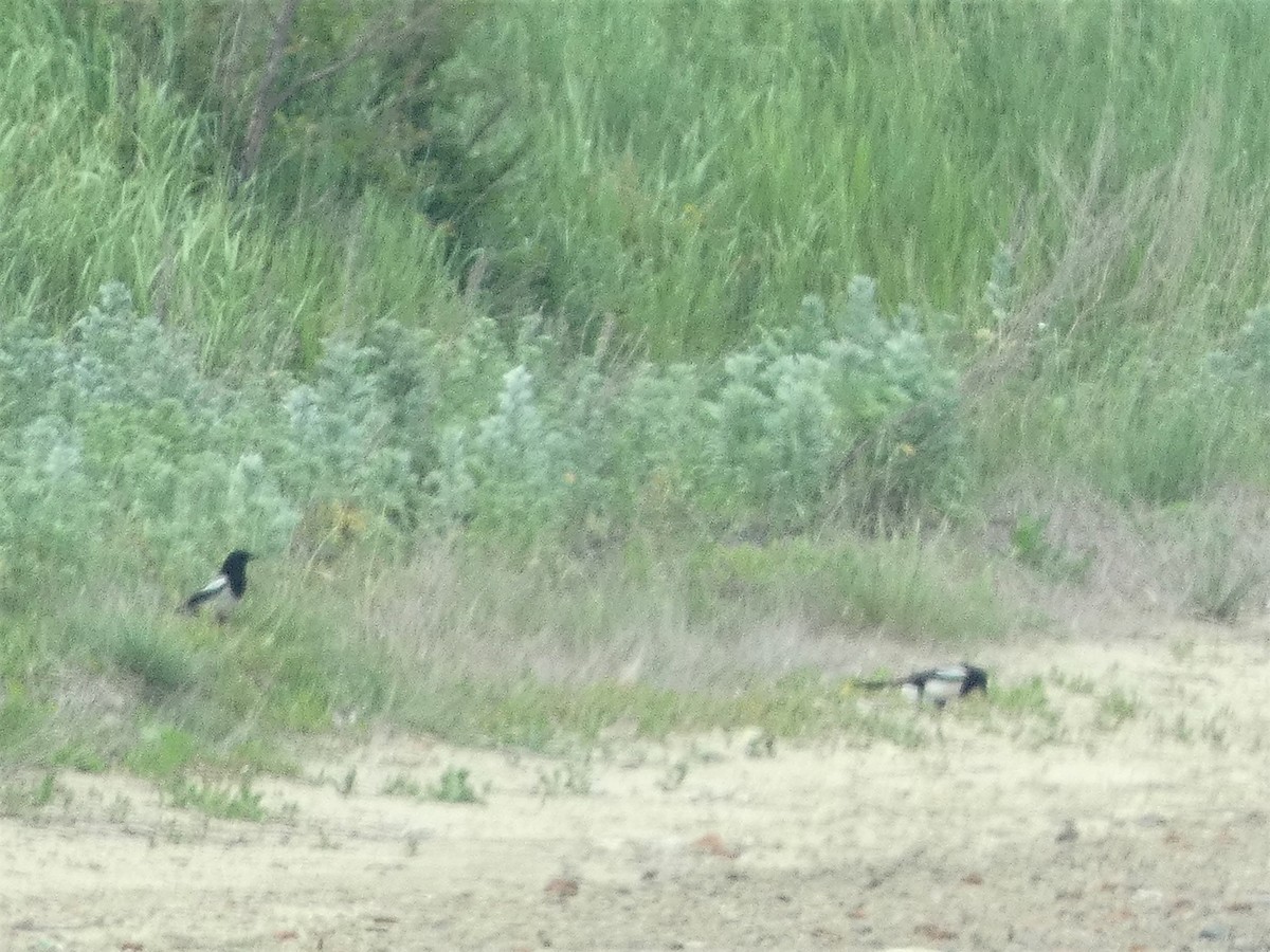 Eurasian Magpie - Mike Tuer