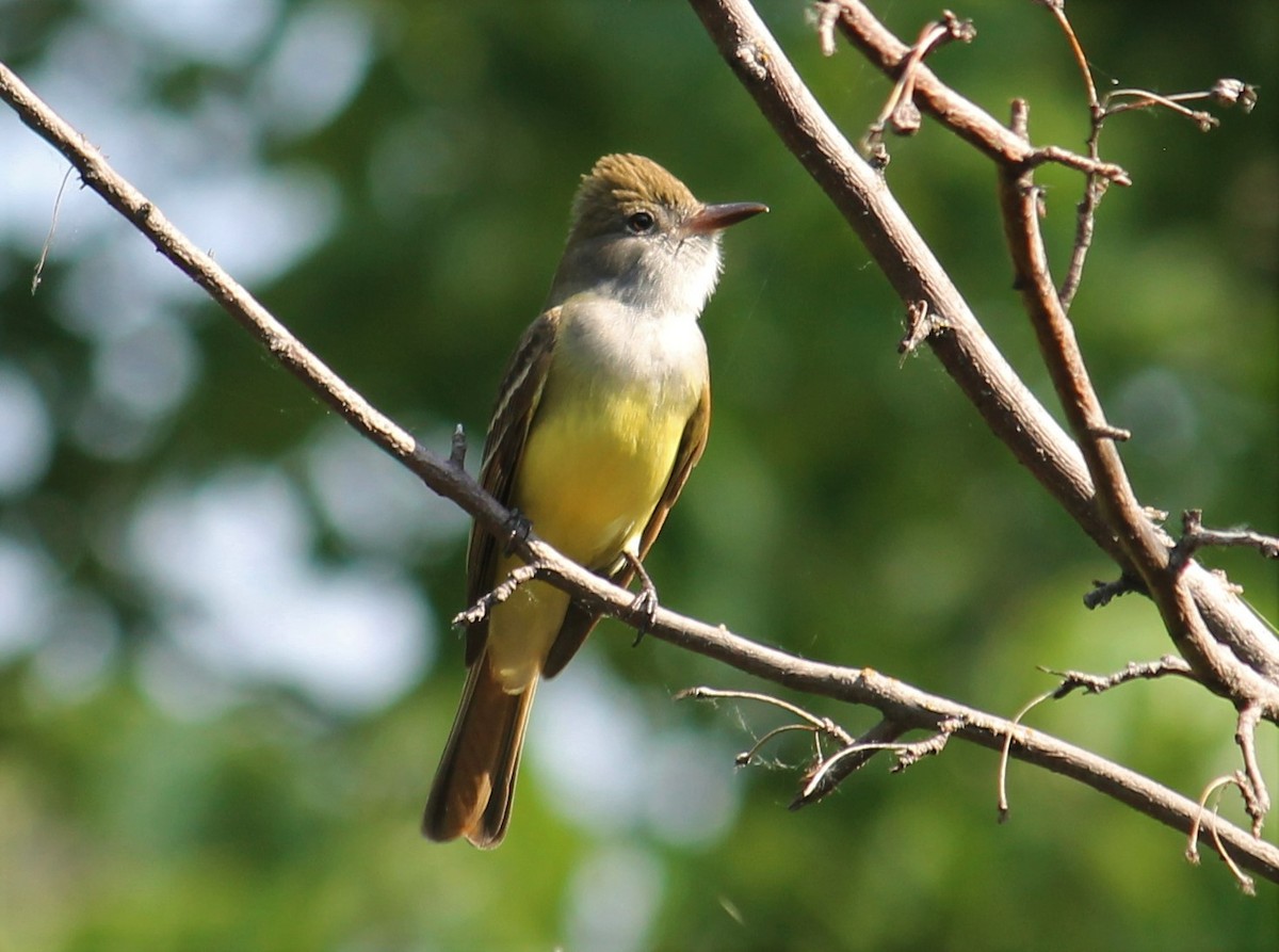Great Crested Flycatcher - ML581889791
