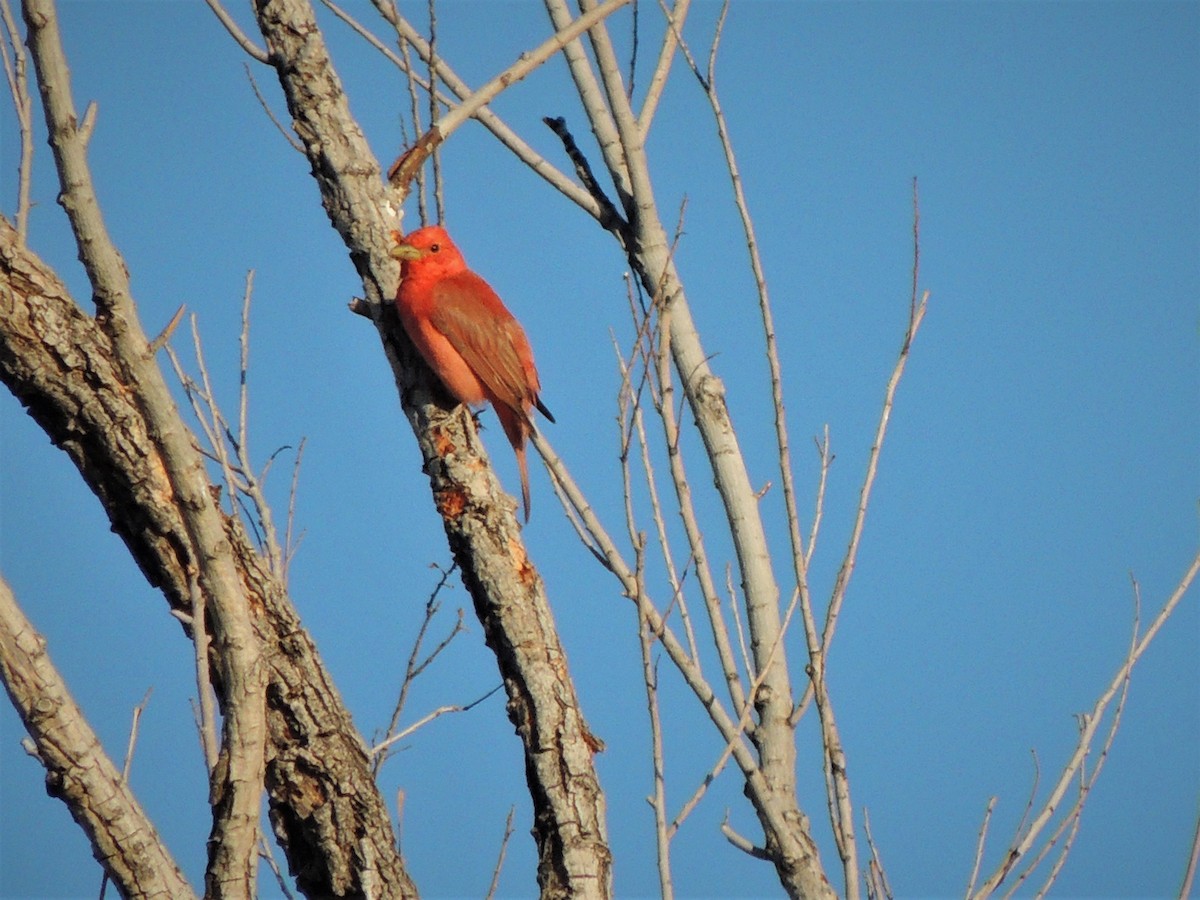 ナツフウキンチョウ - ML58188981