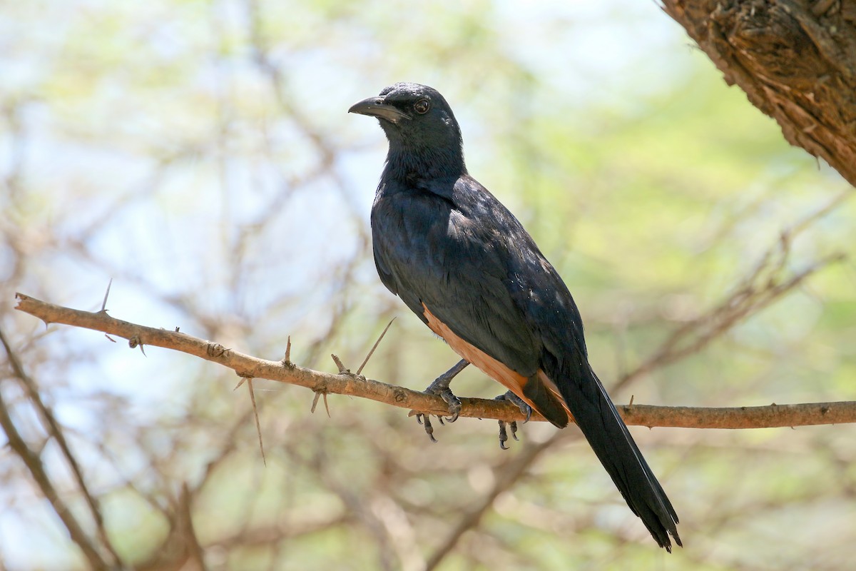 Red-winged Starling - ML581889811