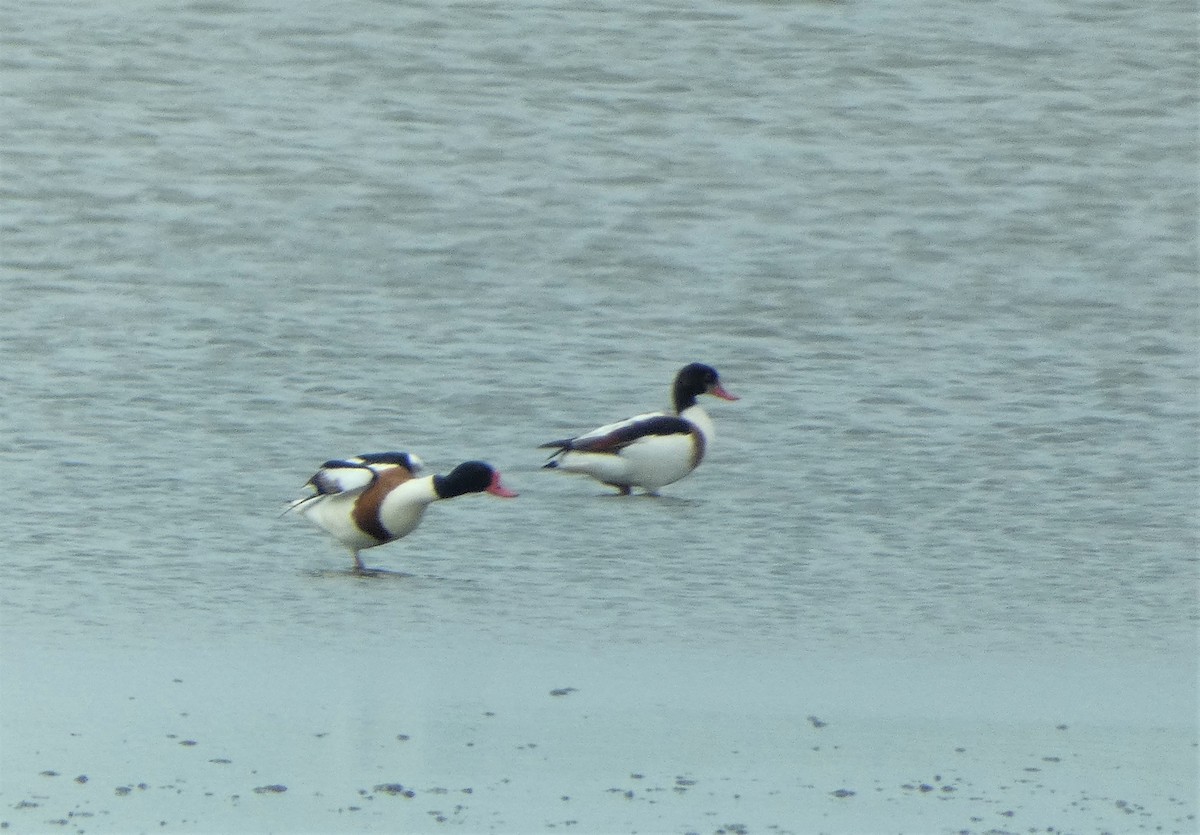 Common Shelduck - ML581890001