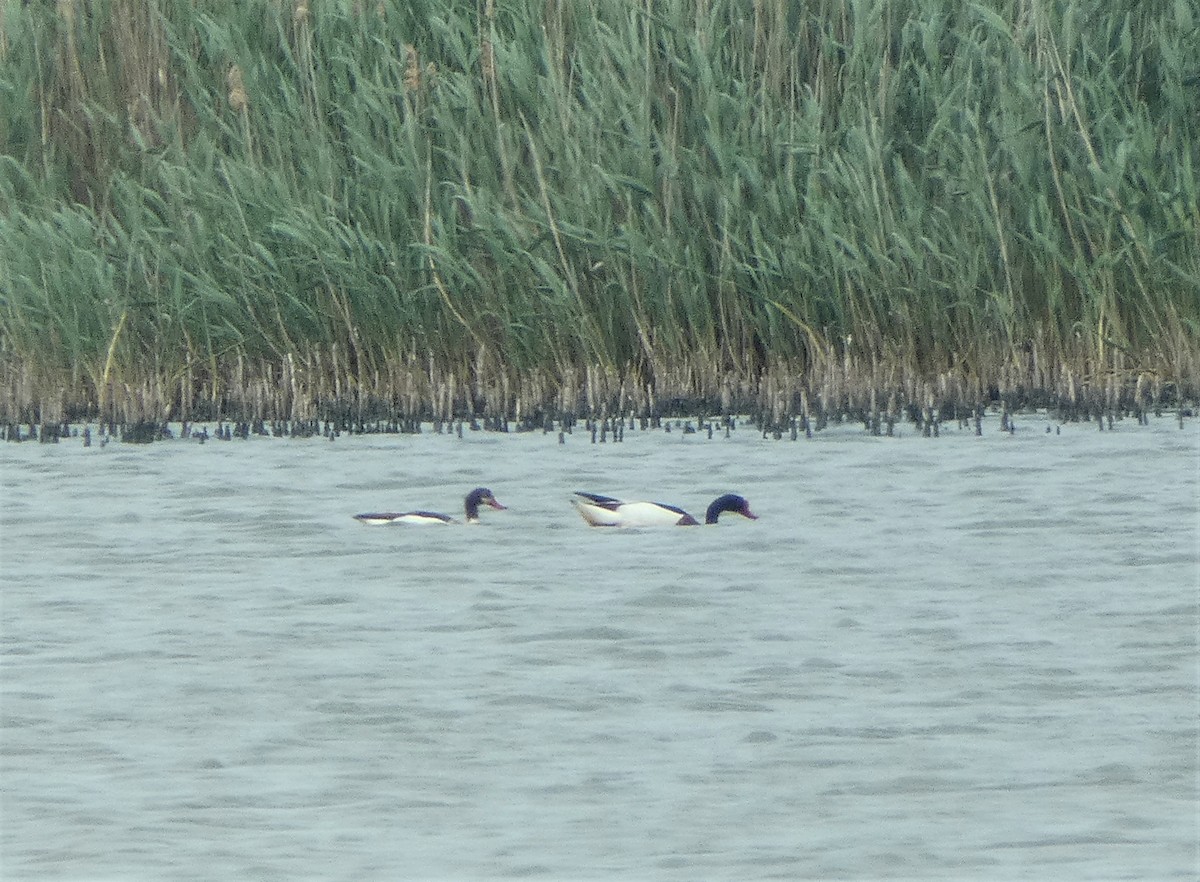 Common Shelduck - Mike Tuer