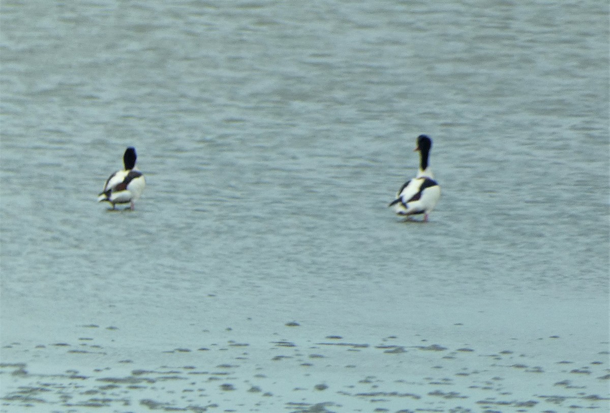 Common Shelduck - ML581890021