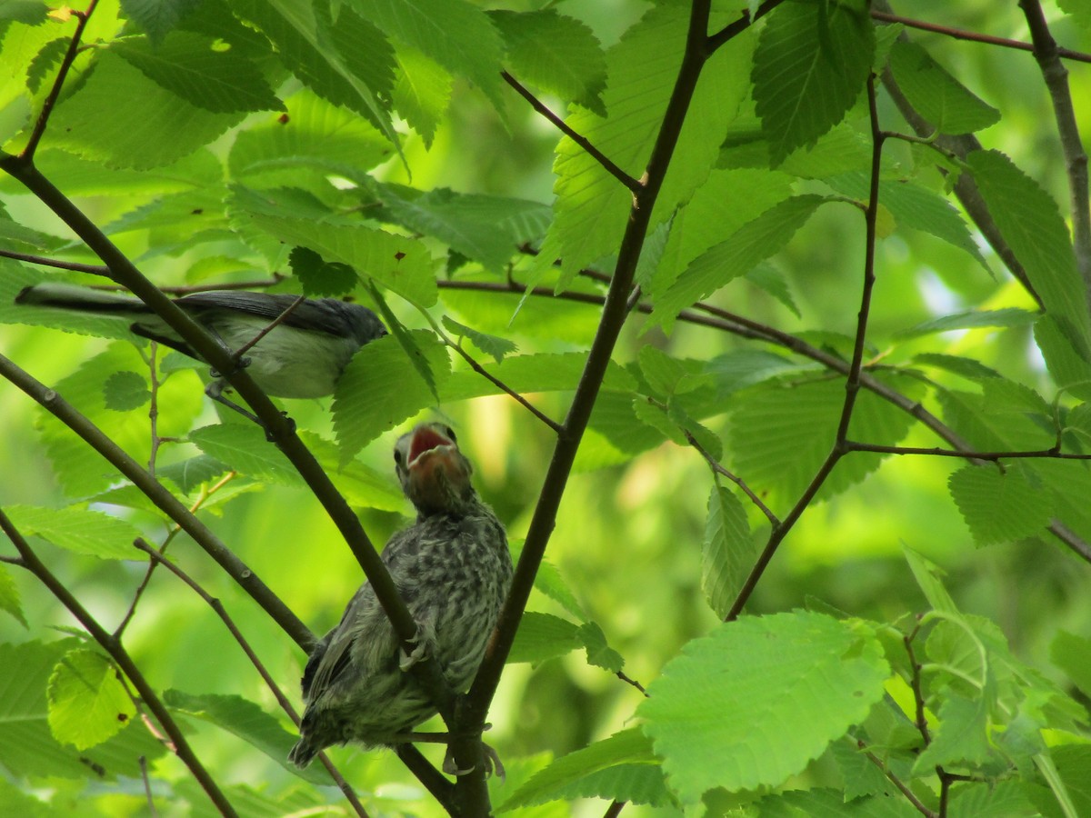 Brown-headed Cowbird - ML581890701