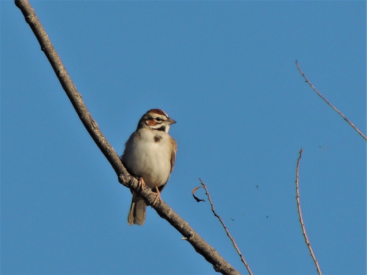 Lark Sparrow - ML58189111