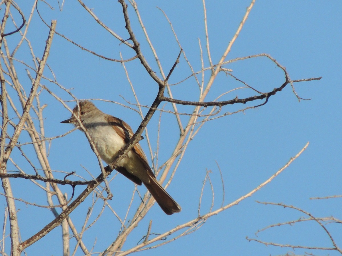 Ash-throated Flycatcher - ML58189231