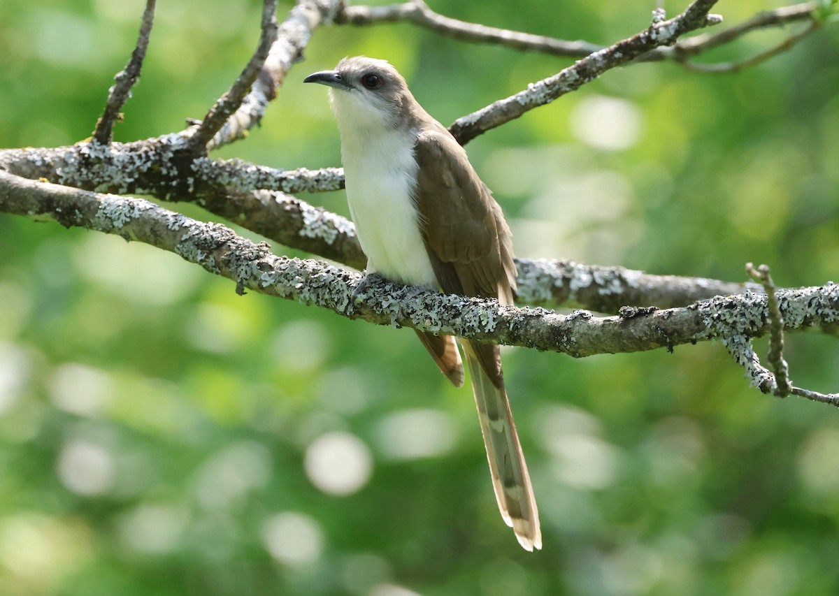 Black-billed Cuckoo - ML581892521